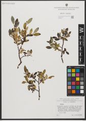 Foto von Salix L.